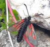 Zygaena exulans